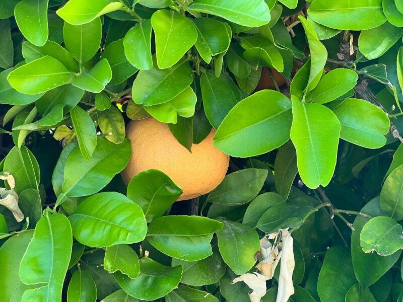 Citrus Tree Farm: Nursery Elgin Grapefruit | & Phoenix, – AZ Tree