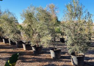 Lemon Bottlebrush  Elgin Nursery & Tree Farm: Phoenix, AZ
