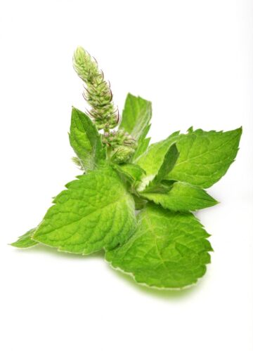 herb-mint