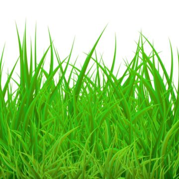 lawn-grass